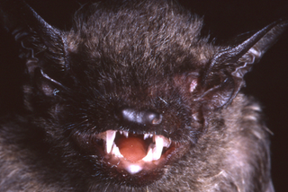 Illustration for article titled This Newly-Discovered Bat Has Fangs That Will Haunt Your Dreams